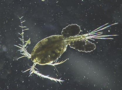 EVOCam HALO – Digitalt videomikroskop